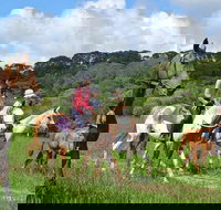 Horse Riding with Petting Zoo Visit in Cairns - Great Ocean Road Tourism