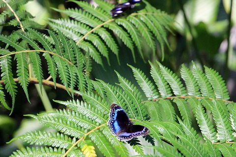 Australian Butterfly Sanctuary- Virtual Interactive Tour With Private Guide - Great Ocean Road Tourism 3