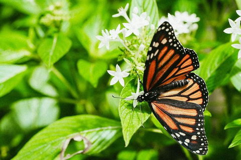 Australian Butterfly Sanctuary- Virtual Interactive Tour With Private Guide - Great Ocean Road Tourism 4