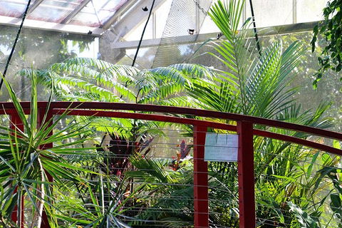 Australian Butterfly Sanctuary- Virtual Interactive Tour With Private Guide - Great Ocean Road Tourism 2