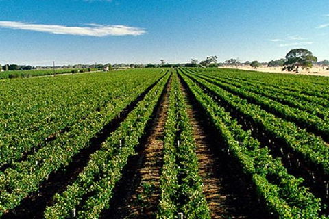 Adelaide Hills Wine Tour - Great Ocean Road Tourism 1