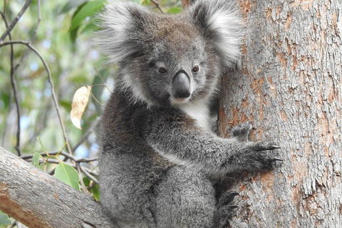 Adelaide Hills Private Day Tour - Great Ocean Road Tourism 3