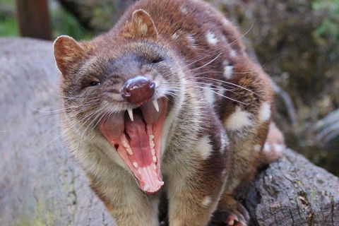 After Dark Tasmanian Devil Feeding Tour At Cradle Mountain - Great Ocean Road Tourism 4