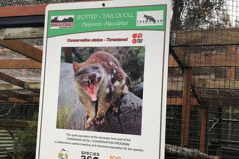 After Dark Tasmanian Devil Feeding Tour At Cradle Mountain - Great Ocean Road Tourism 2