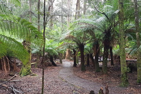 Cruise Ship Excursion: Stanley - Great Ocean Road Tourism 5