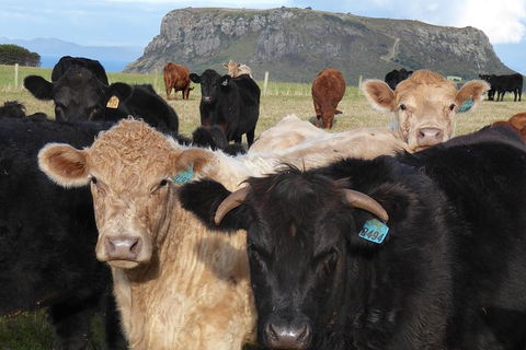 Cruise Ship Excursion: Stanley - Great Ocean Road Tourism 1