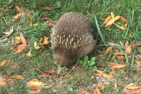 Cruise Ship Excursion: Stanley - Great Ocean Road Tourism 4