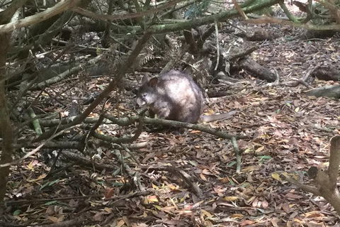 Cruise Ship Excursion: Stanley - Great Ocean Road Tourism 13