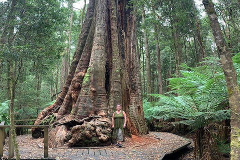 Cruise Ship Excursion: Stanley - Great Ocean Road Tourism 20