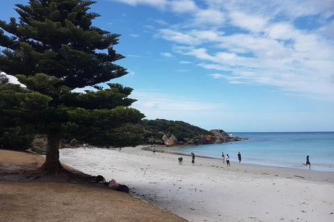 Cruise Ship Excursion: Stanley - Great Ocean Road Tourism 21