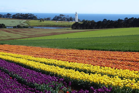 Cruise Ship Excursion: Stanley - Great Ocean Road Tourism 18