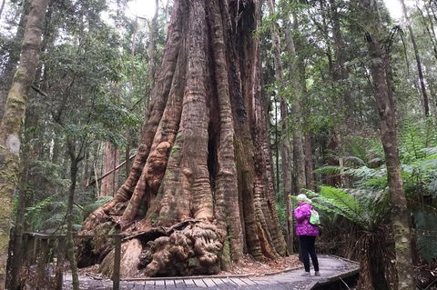 Cruise Ship Excursion: Stanley - Great Ocean Road Tourism 11