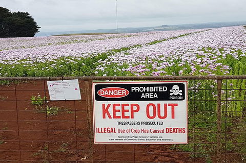 Cruise Ship Excursion: Stanley - Great Ocean Road Tourism 23