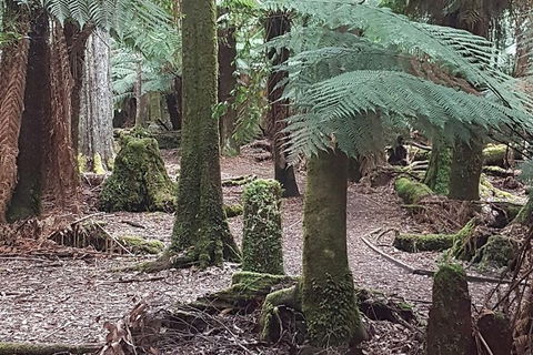 Cruise Ship Excursion: Stanley - Great Ocean Road Tourism 8
