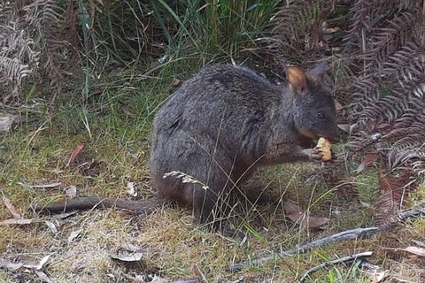Cruise Ship Excursion: NW Tassie Coastal Explorer - Great Ocean Road Tourism 5