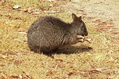 Cruise Ship Excursion: NW Tassie Coastal Explorer - Great Ocean Road Tourism 4