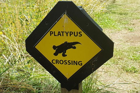 Cruise Ship Excursion: NW Tassie Coastal Explorer - Great Ocean Road Tourism 11