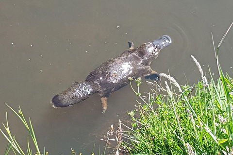 Cruise Ship Excursion: NW Tassie Coastal Explorer - Great Ocean Road Tourism 0