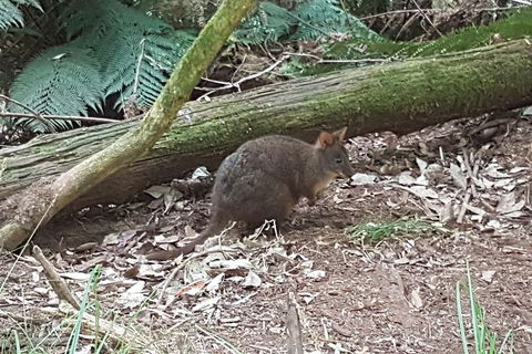 Cruise Ship Excursion: NW Tassie Coastal Explorer - Great Ocean Road Tourism 1