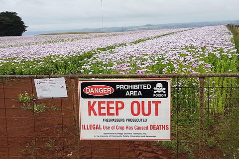 Cruise Ship Excursion: NW Tassie Coastal Explorer - Great Ocean Road Tourism 10