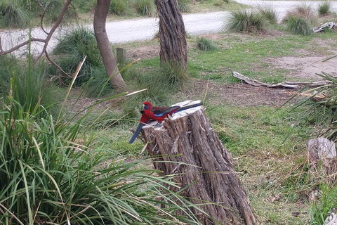 Wilsons Promontory Brainstorming Escape - Great Ocean Road Tourism 5