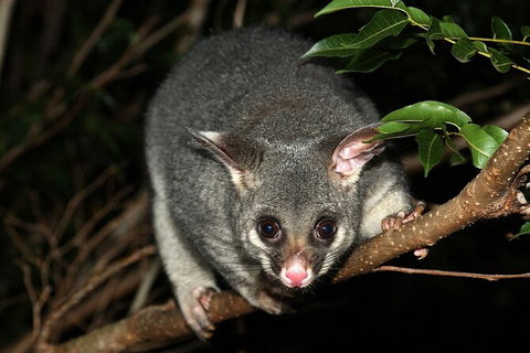 Wilsons Promontory Brainstorming Escape - Great Ocean Road Tourism 3