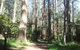 Discover Tour: Dandenong Ranges & William Ricketts Sanctuary - thumb 2