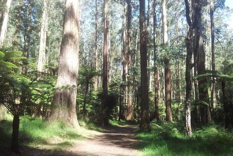 Discover Tour: Dandenong Ranges & William Ricketts Sanctuary - Great Ocean Road Tourism 2