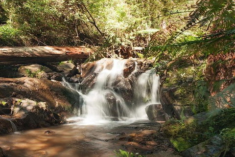 Discover Tour: Dandenong Ranges & William Ricketts Sanctuary - Great Ocean Road Tourism 0