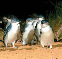 Phillip Island Penguin and wildlife Tour - Great Ocean Road Tourism