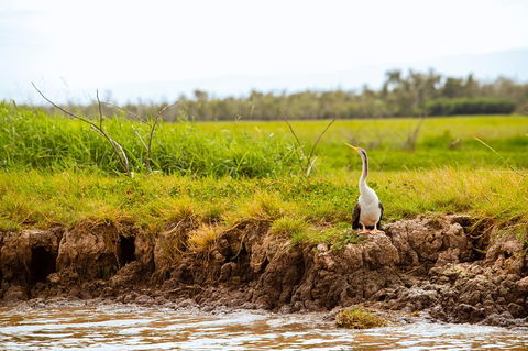 Darwin City Sights And Jumping Crocodile Cruise - Great Ocean Road Tourism 5