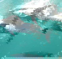 Roebuck Bay Snubfin Dolphin Cruise - Great Ocean Road Tourism