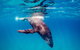 Life On Ningaloo Swimming Tour In Exmouth - thumb 5