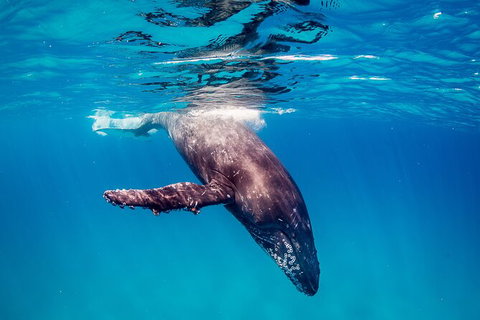Life On Ningaloo Swimming Tour In Exmouth - Great Ocean Road Tourism 5