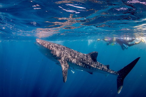 Life On Ningaloo Swimming Tour In Exmouth - Great Ocean Road Tourism 2