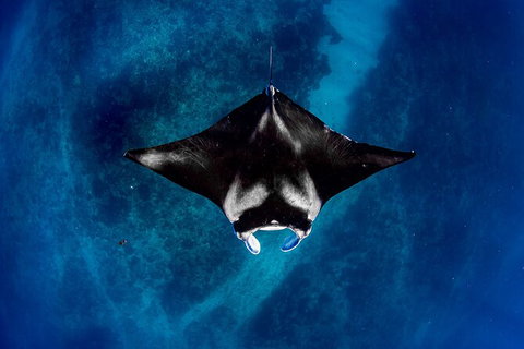 Life On Ningaloo Swimming Tour In Exmouth - Great Ocean Road Tourism 3