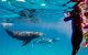 Life On Ningaloo Swimming Tour In Exmouth - thumb 0