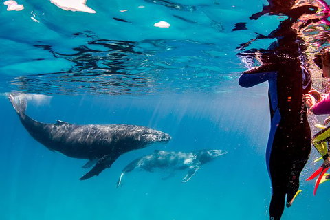 Life On Ningaloo Swimming Tour In Exmouth - Great Ocean Road Tourism 0