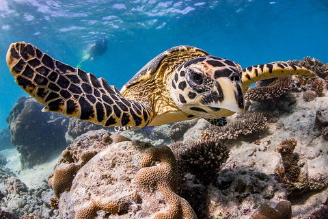 Life On Ningaloo Swimming Tour In Exmouth - Great Ocean Road Tourism 1