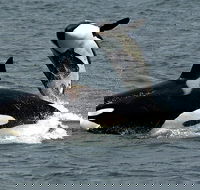 Bremer Canyon Orca Experience - Great Ocean Road Tourism