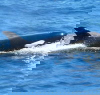 Full-Day Killer Whale Expedition from Albany - Great Ocean Road Tourism
