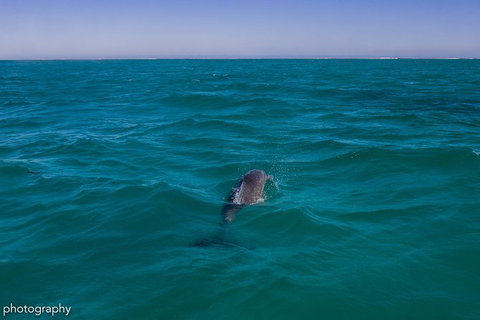 Ningaloo Immersion Private Charter - Great Ocean Road Tourism 1