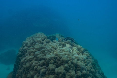 Ningaloo Immersion Private Charter - Great Ocean Road Tourism 4