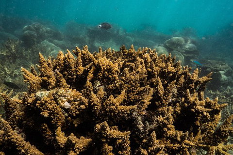 Ningaloo Immersion Private Charter - Great Ocean Road Tourism 6
