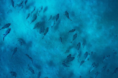 Ningaloo Immersion Private Charter - Great Ocean Road Tourism 2