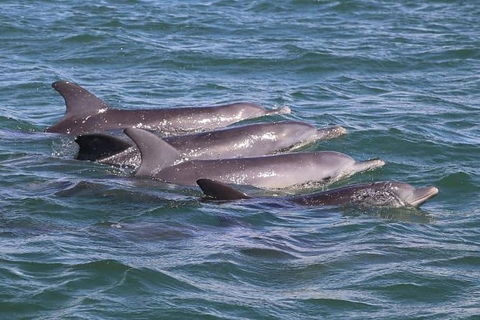 Romance Cruise + Scenic Tour + Beer Tasting + 3 Course Lunch + Hamper - Great Ocean Road Tourism 7