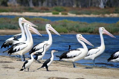 Romance Cruise + Scenic Tour + Beer Tasting + 3 Course Lunch + Hamper - Great Ocean Road Tourism 5