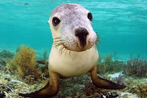 Abrolhos Islands 5 Day Tours - Great Ocean Road Tourism 6