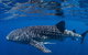 Full-Day Whale Sharks Swimming Experience On Ningaloo Reef - thumb 10