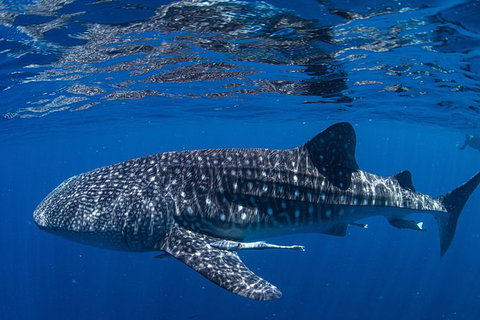 Full-Day Whale Sharks Swimming Experience On Ningaloo Reef - Great Ocean Road Tourism 10